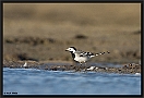 Witte Kwikstaart, White Wagtail, Motacilla alba Location: Wierden, the Netherlands witte kwikstaart MG 5333 kopie